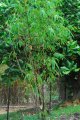Bambou noir. BAMBUSA BLACK TIMOR. Indonesie. Gramine. 7-10m